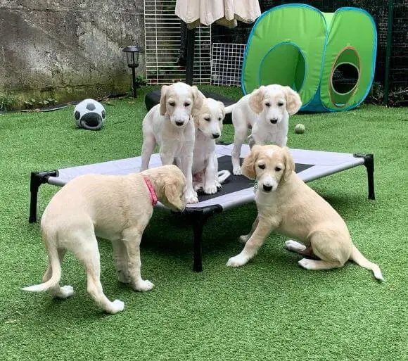 15 Photos Of Saluki Puppies That Make Everyone s Heart Melt 15 Photos Of Saluki Puppies That Make Everyone s Heart Melt