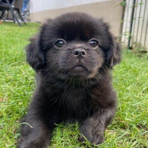 15 Photos Of Tibetan Spaniel Puppies That Make Everyone Fall In Love   Tibetan Spaniel Puppies Hello My Name Is Ya Ru 07 300x300 