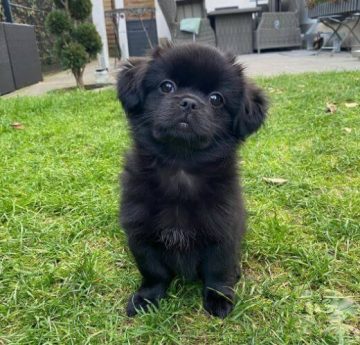 15 Photos Of Tibetan Spaniel Puppies That Make Everyone Fall In Love   Tibetan Spaniel Puppies I Love To Play Outside 12 360x345 