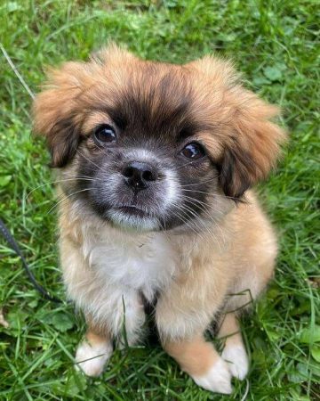 15 Photos Of Tibetan Spaniel Puppies That Make Everyone Fall In Love   Tibetan Spaniel Puppies Stella The Tibetan Spaniel Puppy 13 360x450 