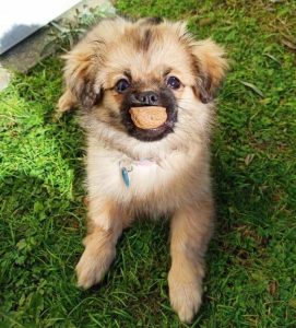 15 Photos Of Tibetan Spaniel Puppies That Make Everyone Fall In Love   Tibetan Spaniel Puppies Toby The Walnut Shell She Found In The Garden 15 271x300 