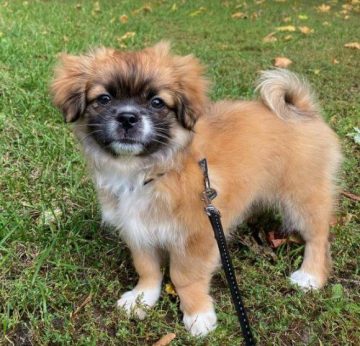 15 Photos Of Tibetan Spaniel Puppies That Make Everyone Fall In Love   Tibetan Spaniel Puppies Some More Fall Pictures Of Me Since Im So Cute 04 360x346 