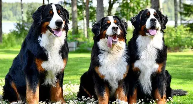 10 Fun Facts About Bernese Mountain Dogs - ilovedogscute.com