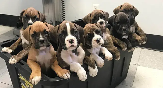 10 Fun Facts About Boxers - ilovedogscute.com