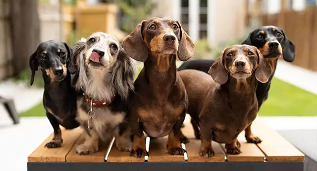 10 Fun Facts About Dachshunds Ilovedogscute