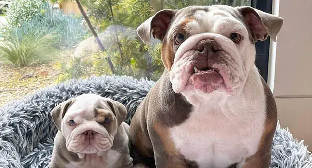 10 FACTS ABOUT ENGLISH BULLDOGS intelligence overview