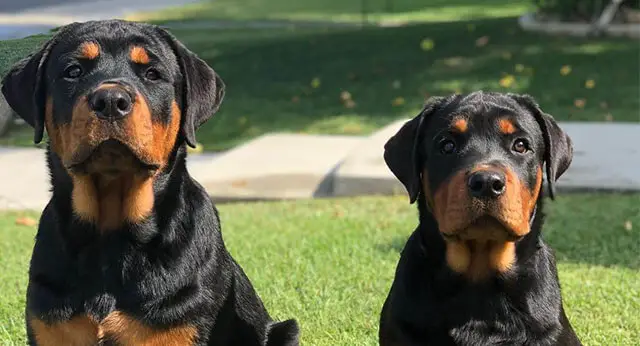 10 Fun Facts About Rottweilers - ilovedogscute.com