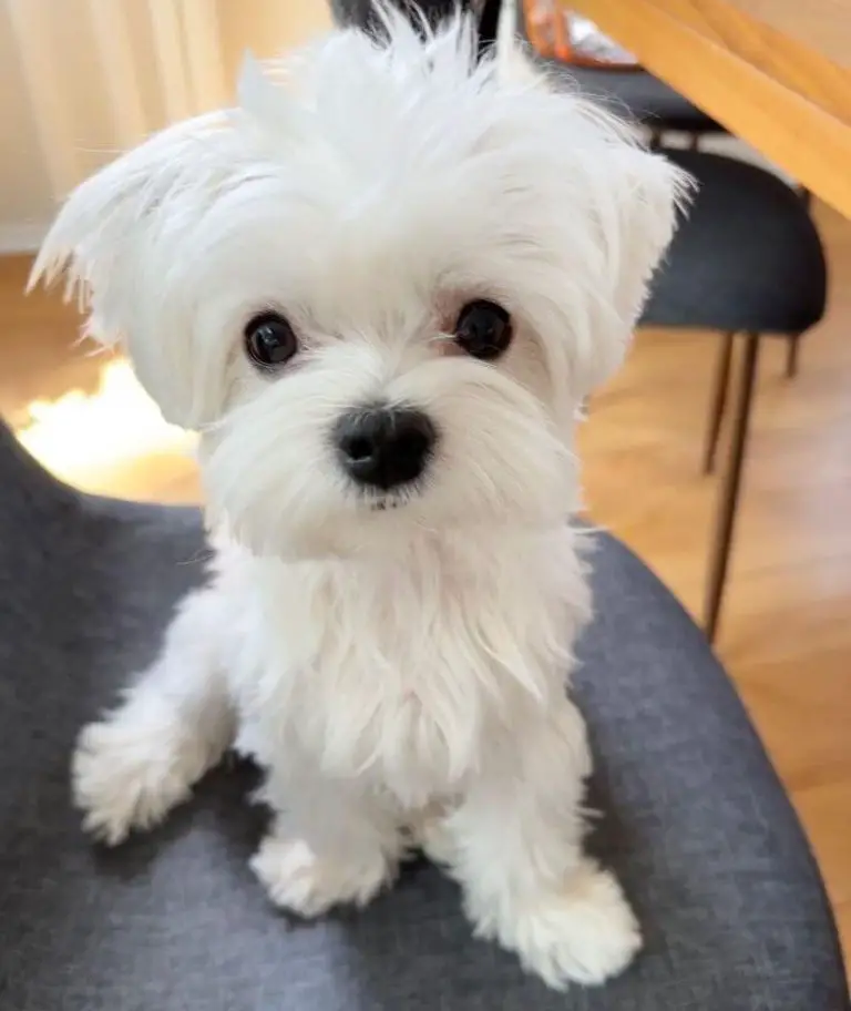 15 Dog Breeds That Are Extra Clingy With Their Owners