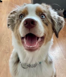 15 Funny Pictures Of Australian Shepherd Teefs - Ilovedogscute.com