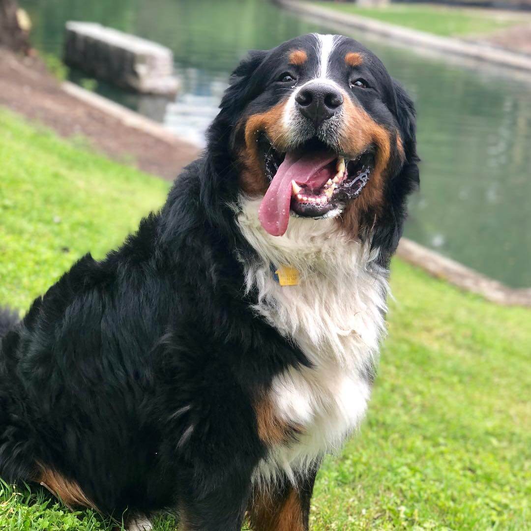 View of Dealing with Canine Anxiety: Tips and Techniques - ilovedogscute.com
