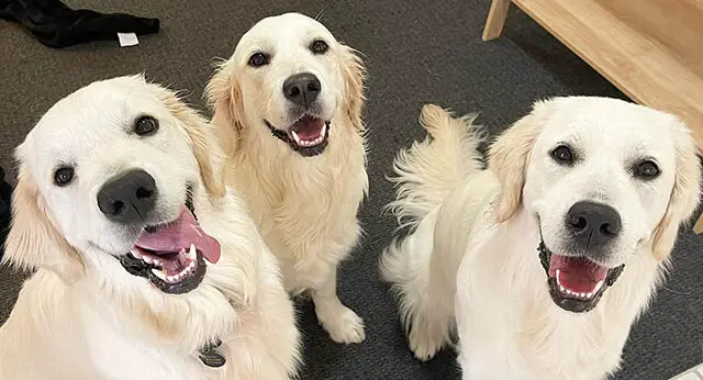 Picture of Dealing with Canine Anxiety: Tips and Techniques - ilovedogscute.com