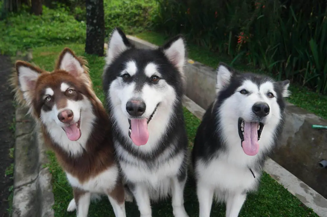 10 Fun Facts About Alaskan Malamutes