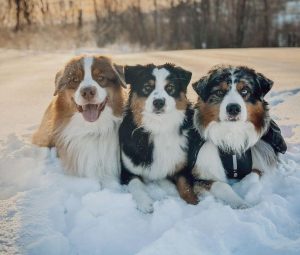 10 fun facts about australian shepherds