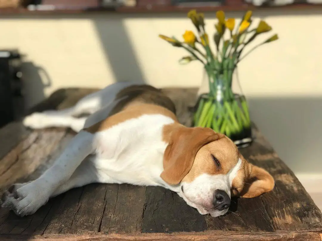 10 Fun Facts About Beagles