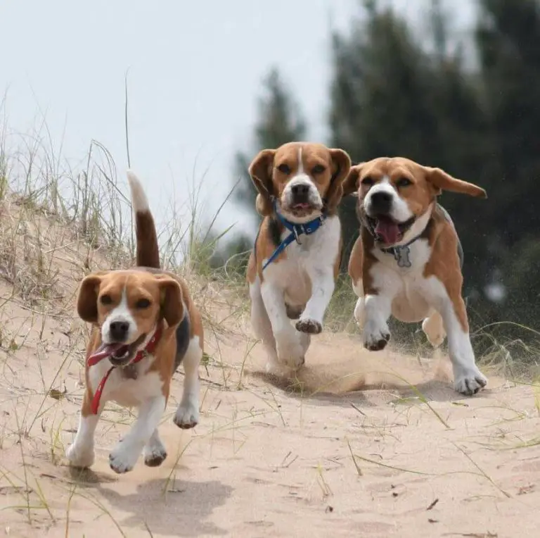 10 Fun Facts About Beagles - Ilovedogscute.com