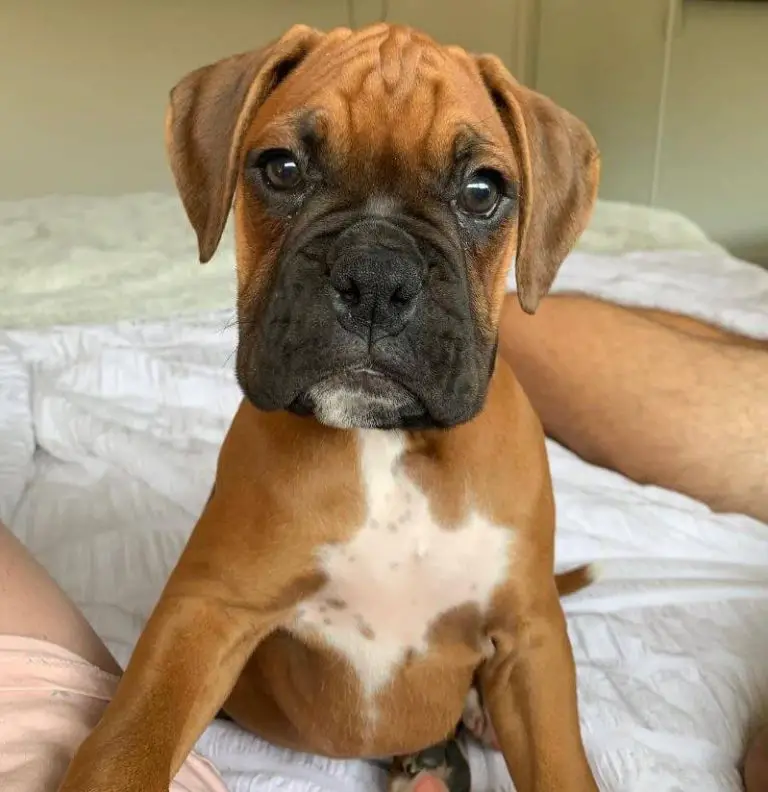 10 Fun Facts About Boxers