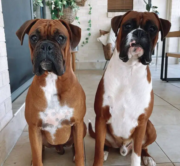 10 Fun Facts About Boxers