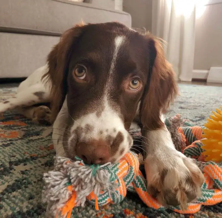 10 Fun Facts About Brittanys