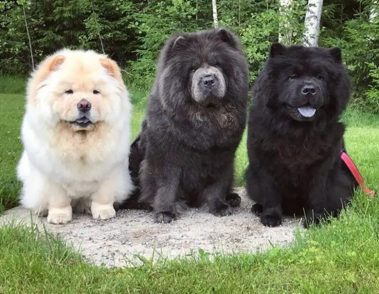10 Fun Facts About Chow Chows