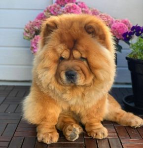 10 Fun Facts About Chow Chows - ilovedogscute.com