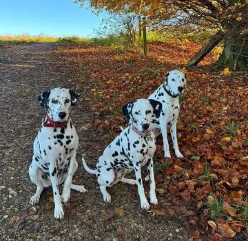 10 Fun Facts About Dalmatians - ilovedogscute.com