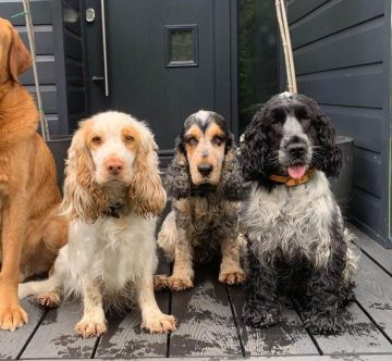 10 Fun Facts About English Cocker Spaniels - ilovedogscute.com