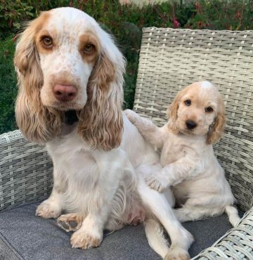 10 Fun Facts About English Cocker Spaniels - ilovedogscute.com