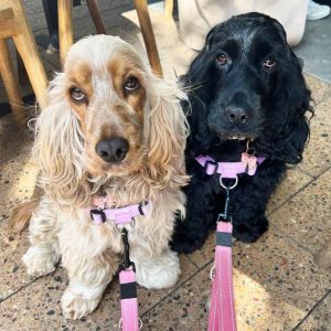 10 Fun Facts About English Cocker Spaniels - ilovedogscute.com