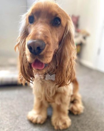 10 Fun Facts About English Cocker Spaniels - ilovedogscute.com