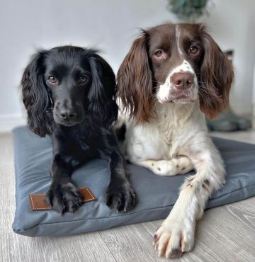 10 Fun Facts About English Springer Spaniels - ilovedogscute.com