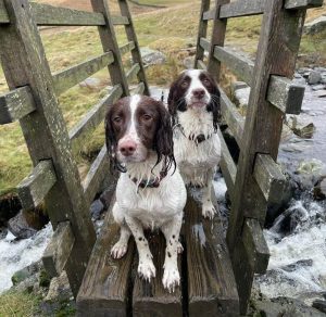 10 Fun Facts About English Springer Spaniels - ilovedogscute.com