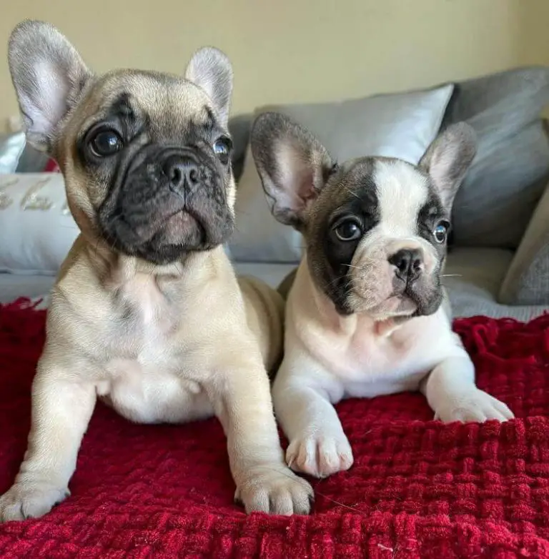 10 Fun Facts About French Bulldogs - ilovedogscute.com