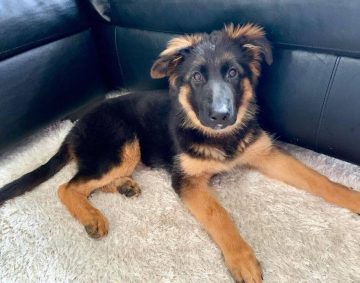 10 Fun Facts About German Shepherds - ilovedogscute.com