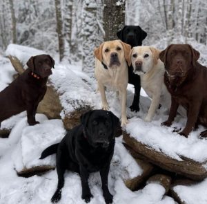 10 Fun Facts About Labrador Retrievers - ilovedogscute.com