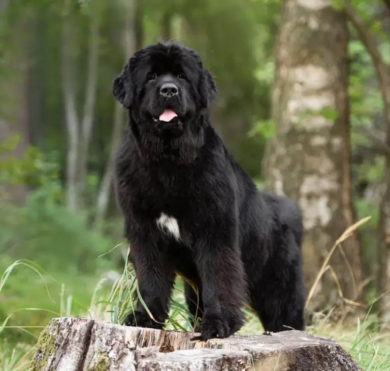 10 Fun Facts About Newfoundlands