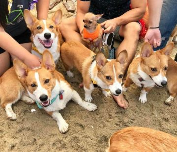 10 Fun Facts About Pembroke Welsh Corgis - ilovedogscute.com