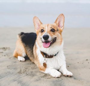 10 Fun Facts About Pembroke Welsh Corgis - ilovedogscute.com