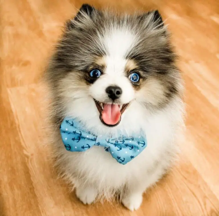 10 Fun Facts About Pomeranians - ilovedogscute.com