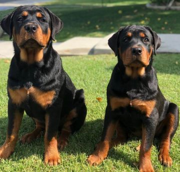 Carlsal Rottweilers 10 Fun Facts About Rottweilers - ilovedogscute.com
