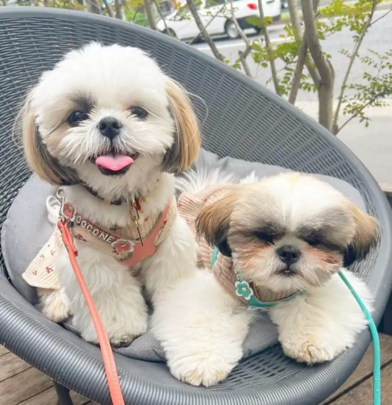 10 Fun Facts About Shih Tzus