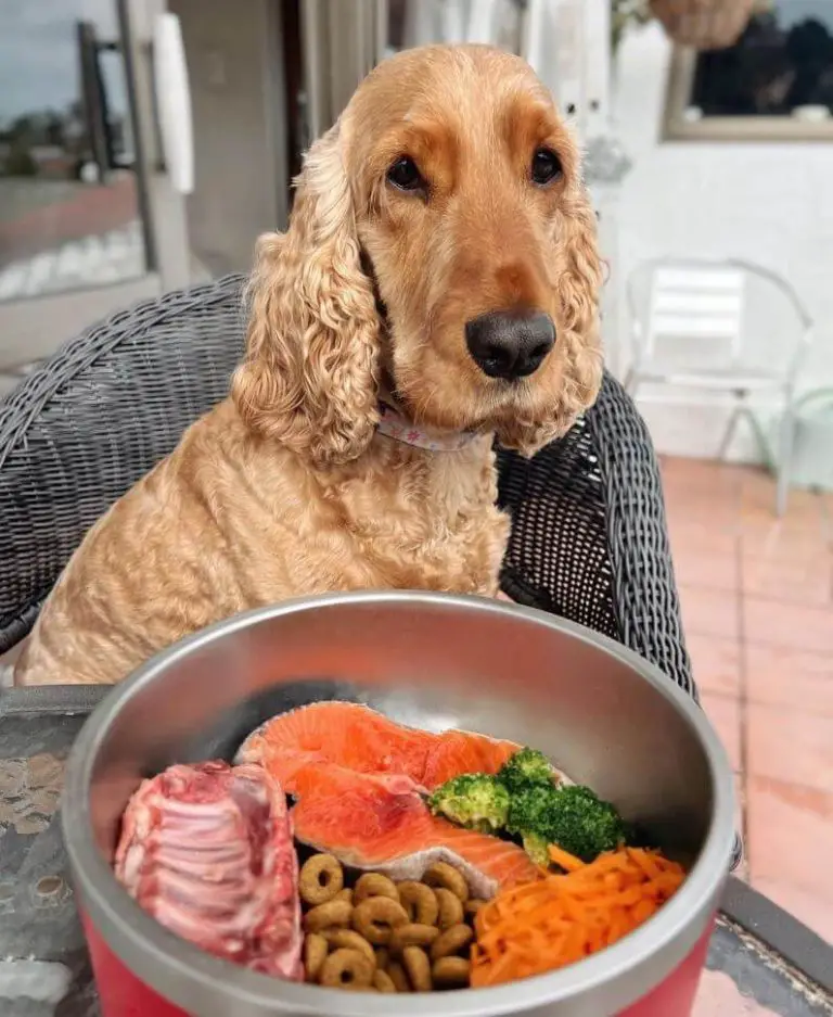 How to Choose the Right Dog Food for Your Pet A Guide for Owners