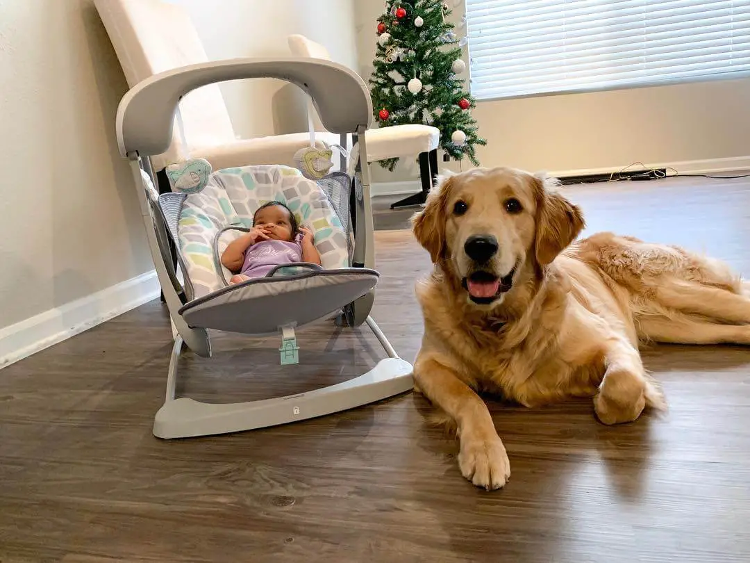 How To Introduce Your Dog To A New Baby - Ilovedogscute.com