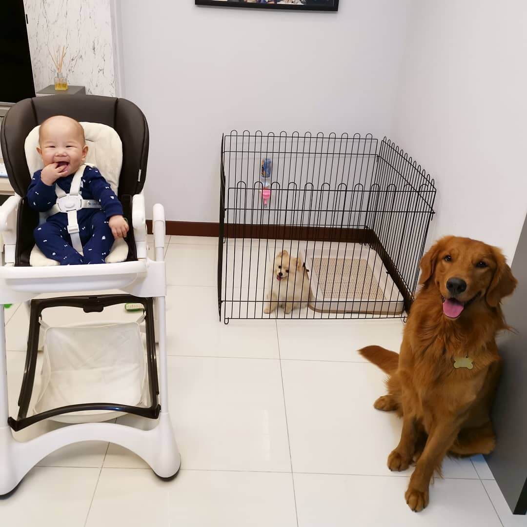 How to Introduce Your Dog to a New Baby