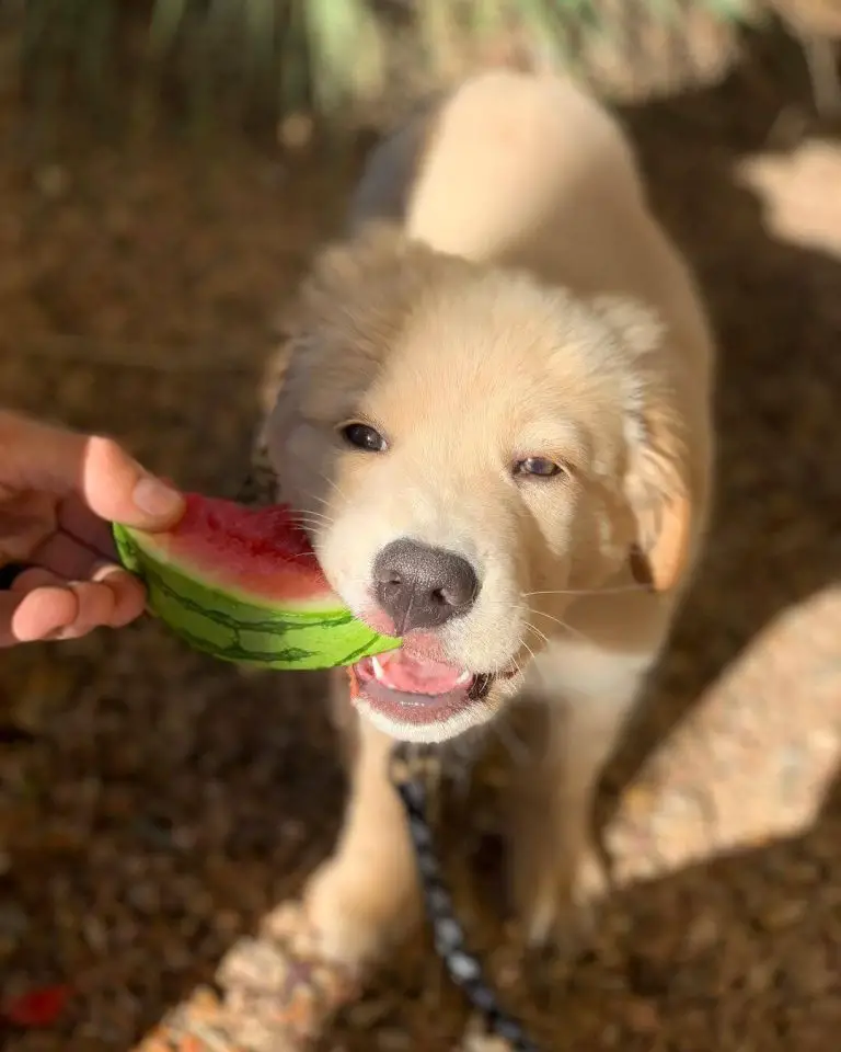 How to Stop Food Guarding Behavior in Dogs A Guide