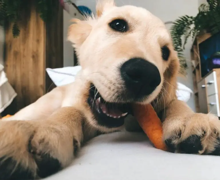 How to Stop Food Guarding Behavior in Dogs A Guide