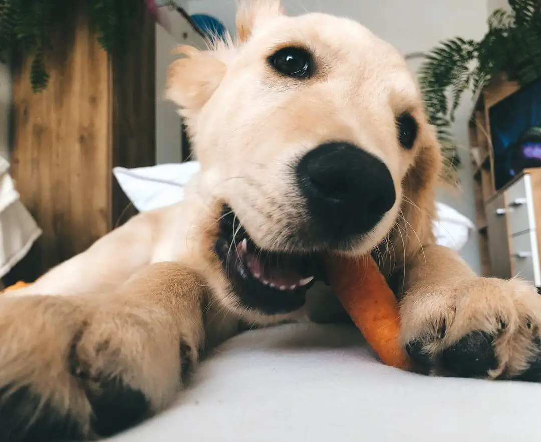 How to Stop Food Guarding Behavior in Dogs A Guide