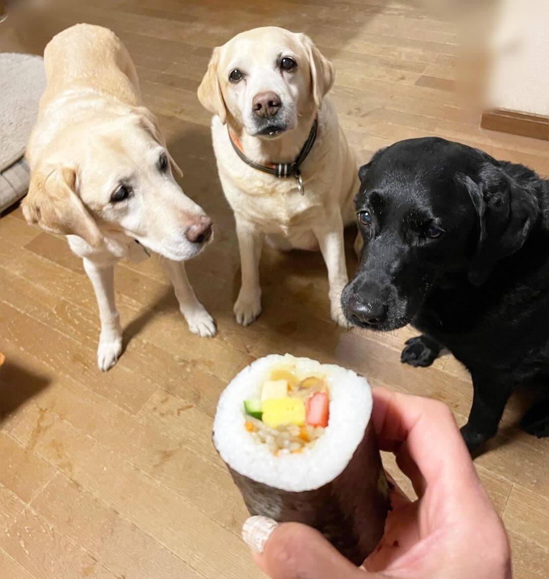 How to Stop Food Guarding Behavior in Dogs A Guide