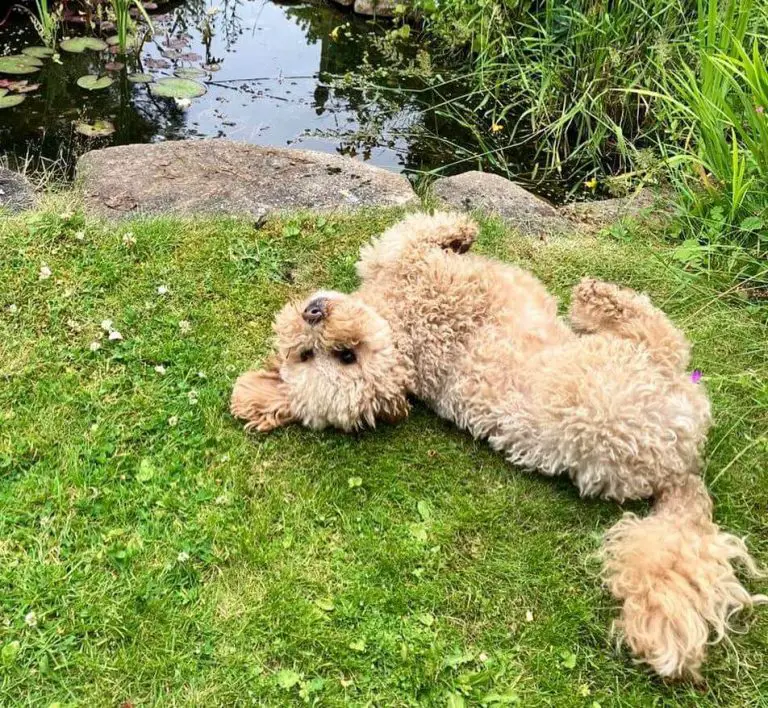 How to Teach Your Dog to Roll Over A StepbyStep Guide