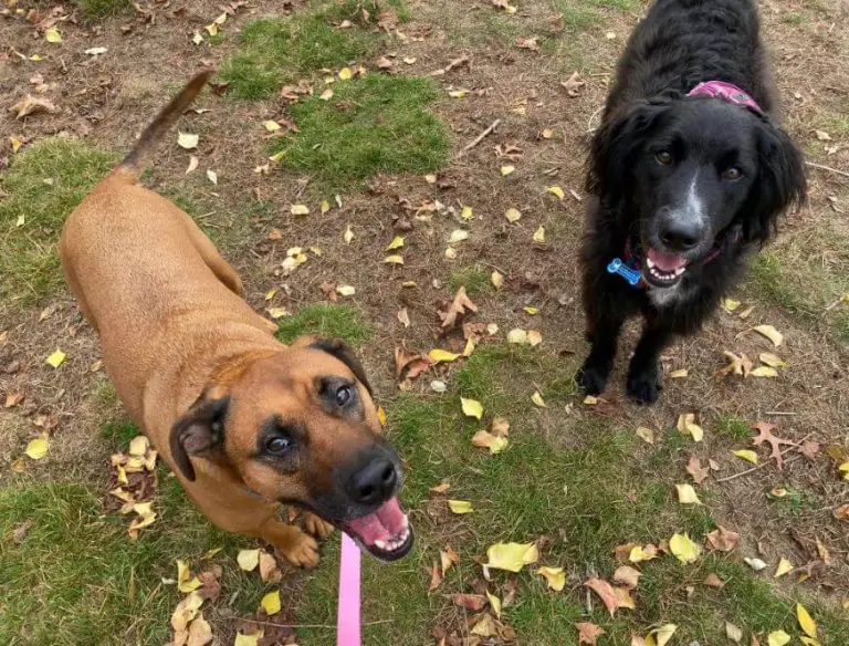 Mouthing, Nipping, and Play Biting in Adult Dogs Understanding and