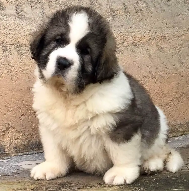 15 Photos Of Pyrenean Mastiff Puppies That Make Everyone Fall In Love ...